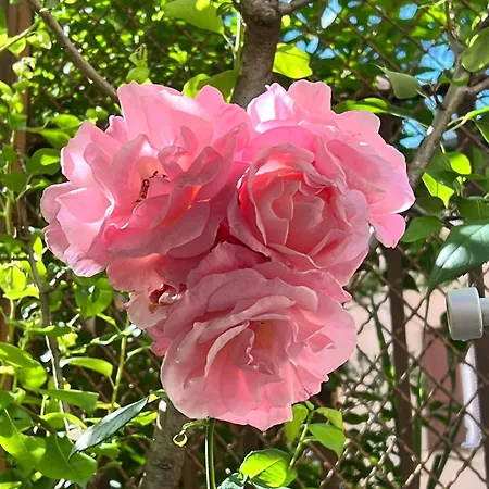 Garden Castle * ديسينسانو ديل غاردا